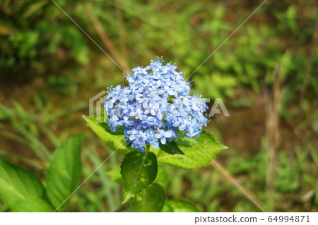 Hydrangea Blue 13 Hydrangea Blue 13 64994871