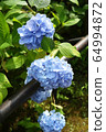 Hydrangea Blue 14 64994872