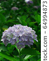 Hydrangea blue 15 64994873