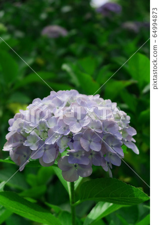 Hydrangea blue 15 64994873
