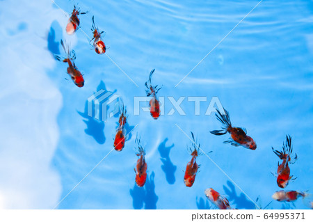 金魚 金魚 64995371