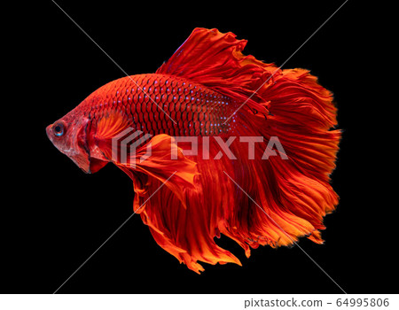 Beautiful betta splendens half moon siamese betta Beautiful betta splendens half moon siamese betta 64995806
