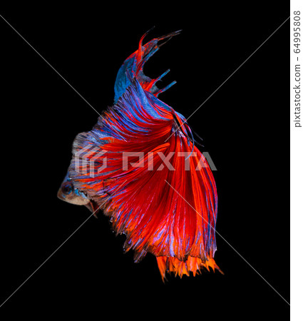 Beautiful betta splendens half moon siamese betta 64995808