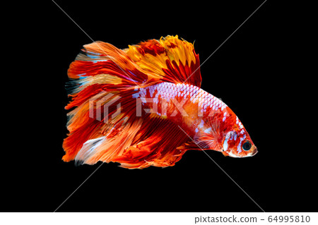 Beautiful betta splendens half moon siamese betta 64995810