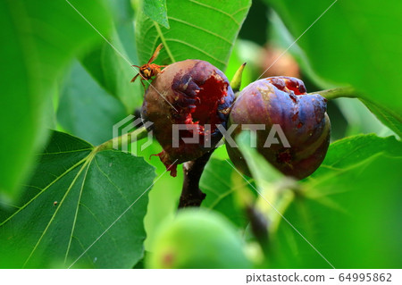 FIG FIG 64995862