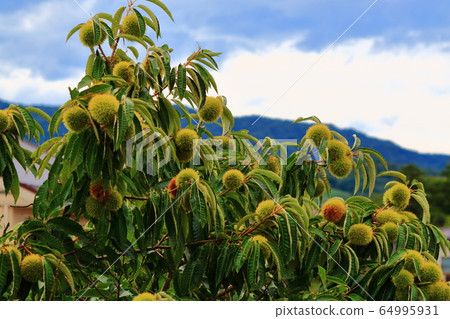 Chestnut tree 64995931