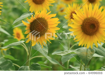 sunflower	 64996008