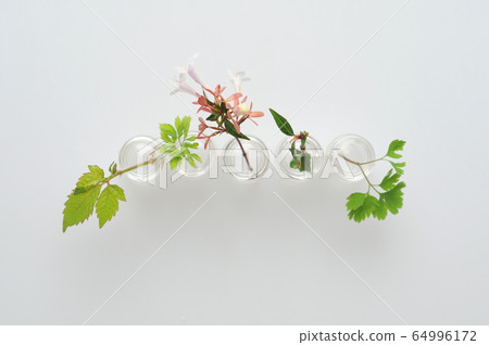 白花花卉 白花花卉 64996172