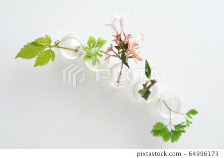 白花花卉 白花花卉 64996173