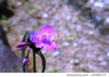 Murasakiyukusa(紫灰) Murasakiyukusa(紫灰) 64996175