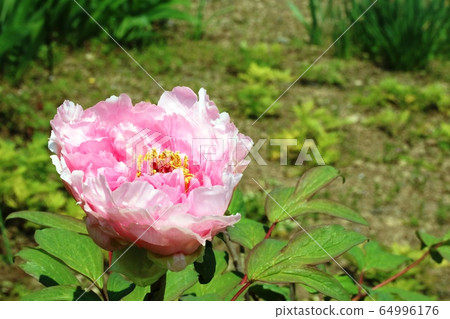大按鈕(牡丹)花 大按鈕(牡丹)花 64996176