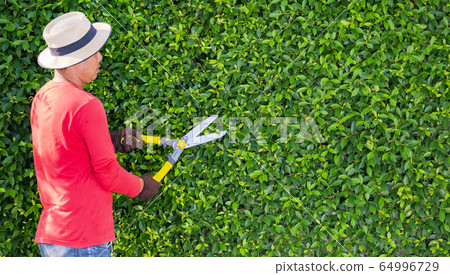 Man working in garden is pruning of ornamental Man working in garden is pruning of ornamental 64996729