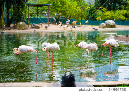 A flock of pink flamingos stands in a pond. Bird A flock of pink flamingos stands in a pond. Bird 64996768