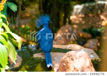 Unusual Crowned Pigeon in a green park. beauty of 64996776