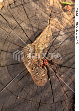 Dry skeletonized leaf on a stump close up 64996782
