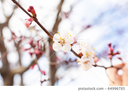 Flowering birch branch against the sky. Spring Flowering birch branch against the sky. Spring 64996785