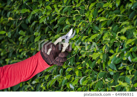 Pruning of ornamental trees at home in morning Pruning of ornamental trees at home in morning 64996931