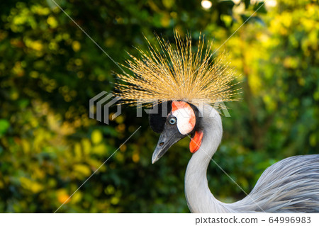 Crowned Crane walks in a green park 64996983