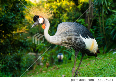 Crowned Crane walks in a green park 64996984