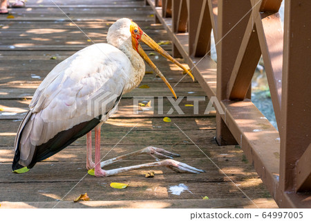 A milk stork sits on the ground with an open beak. A milk stork sits on the ground with an open beak. 64997005