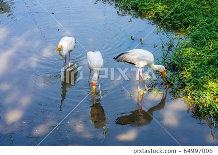 A flock of milk stork is hunting in a pond. A flock of milk stork is hunting in a pond. 64997006