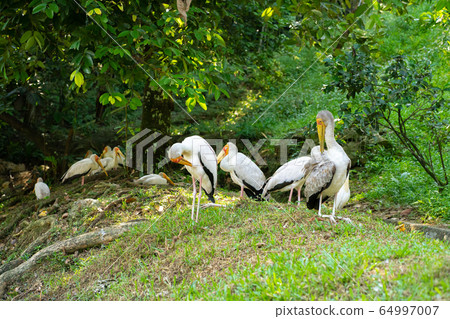 A flock of milk storks sits on a green lawn in a A flock of milk storks sits on a green lawn in a 64997007