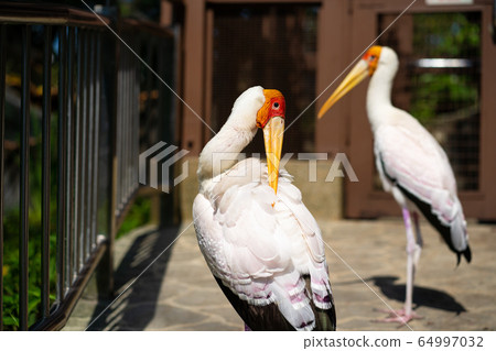 A pair of dairy storks walks along a path in a A pair of dairy storks walks along a path in a 64997032