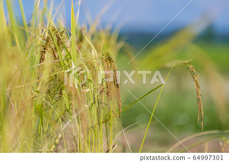 Rice Field in the morning under blue sky Rice Field in the morning under blue sky 64997301