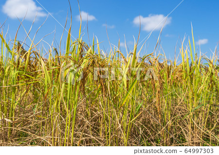 Rice Field in the morning under blue sky Rice Field in the morning under blue sky 64997303