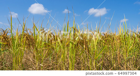 Rice Field in the morning under blue sky Rice Field in the morning under blue sky 64997304