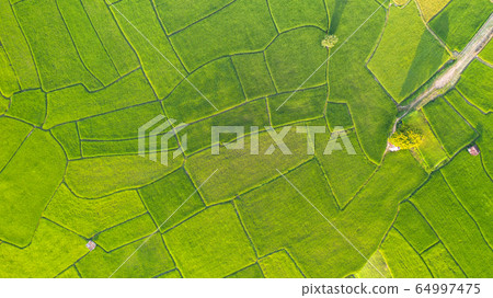 Aerial view of the green and yellow rice field Aerial view of the green and yellow rice field 64997475
