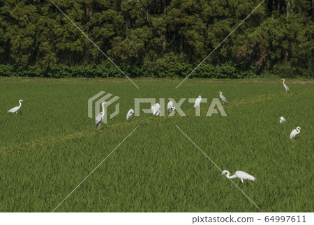 Egret and heron nature and wild birds image material Egret and heron nature and wild birds image material 64997611