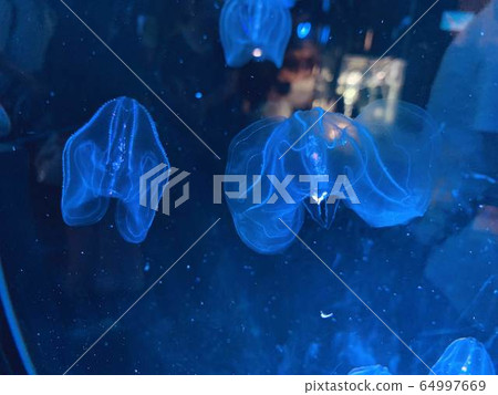 jellyfish jellyfish 64997669