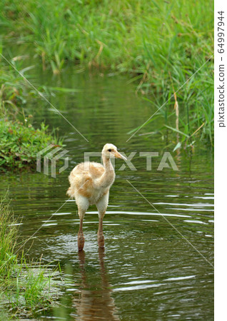 Red-crowned crane chick crossing the river Red-crowned crane chick crossing the river 64997944