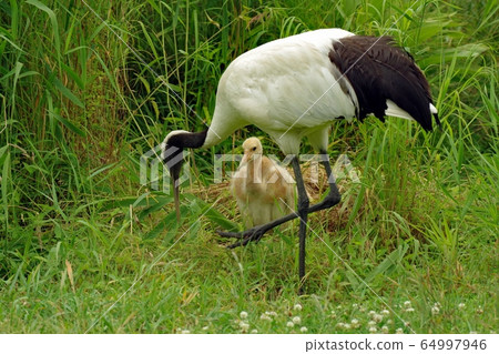 I'm a Japanese crane chick 64997946