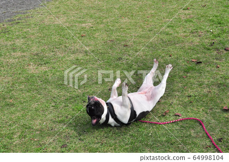 法國鬥牛犬躺在草地上 64998104