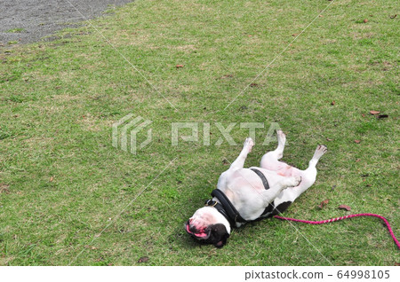 法國鬥牛犬躺在草地上 64998105