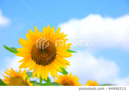 Sun Flower Sun Flower 64998313