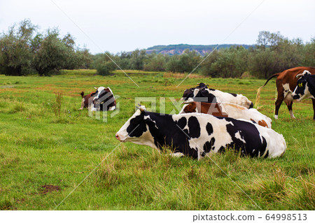 Rural cows graze on a green meadow. Rural life. 64998513