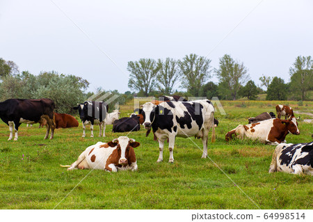 Rural cows graze on a green meadow. Rural life. 64998514