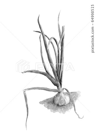 Watercolor monotone onion field soil with leaves 64998515