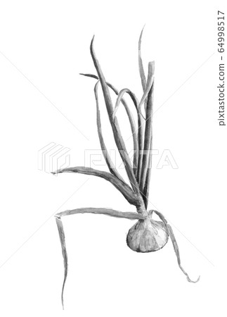 Watercolor monotone onion ink style with leaves 64998517