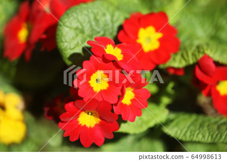 Primula Julian Red Flower 64998613