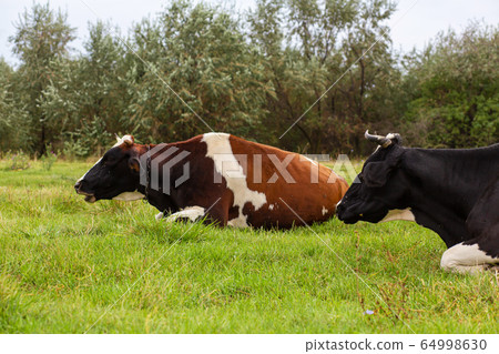 Rural cows graze on a green meadow. Rural life. Rural cows graze on a green meadow. Rural life. 64998630