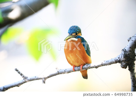 Kingfisher 1004 Kingfisher 1004 64998735