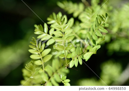 犬山秀新芽嫩葉 64998850