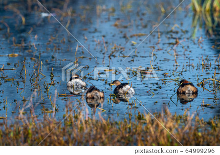 little grebe or Tachybaptus ruficollis family with chicks in scenery blue water background floating together in wetland of keoladeo national park or bharatpur bird sanctuary, rajasthan, india little grebe or Tachybaptus ruficollis family with chicks in scenery blue water background floating together in wetland of keoladeo national park or bharatpur bird sanctuary, rajasthan, india 64999296