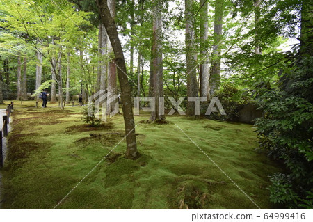 Early summer 64999416