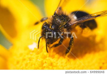 Close-up macro shot of bee in flower collecting pollen Close-up macro shot of bee in flower collecting pollen 64999848