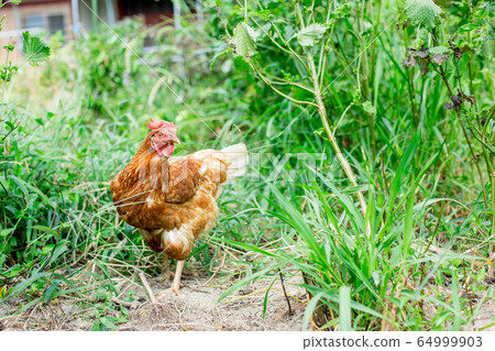 Chicken image 64999903